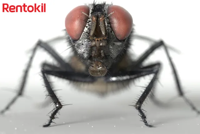 3 lý do Nhà hàng luôn cần đến dịch vụ diệt ruồi hiệu quả