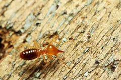 Nên chọn cách diệt mối tận gốc tại nhà hay sử dụng dịch vụ?