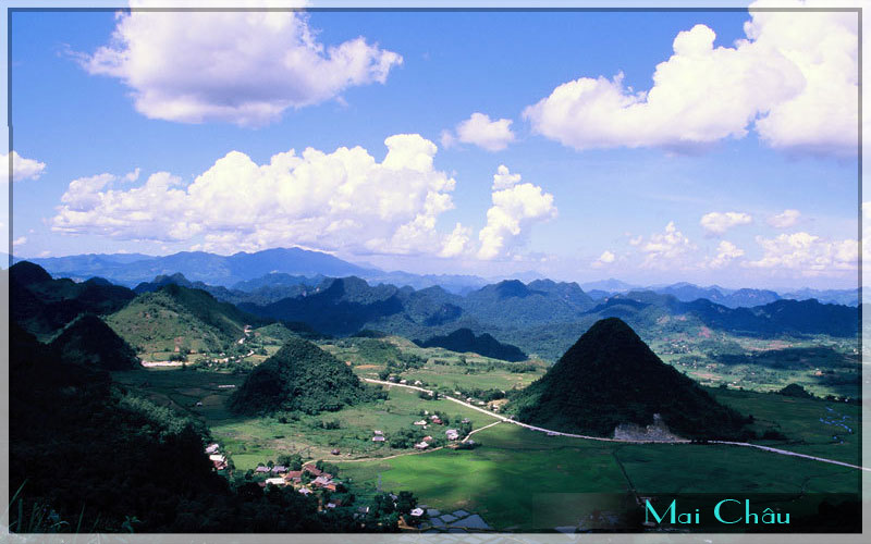 Đồi chè xanh mát và cảnh sắc tươi tốt ở Mộc Châu