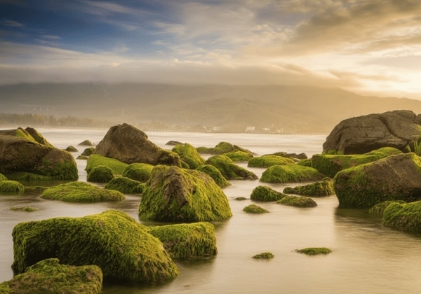 Hiện tượng rêu xanh kỳ lạ tại bãi biển Nam Ô - nguồn từ vietnambooking