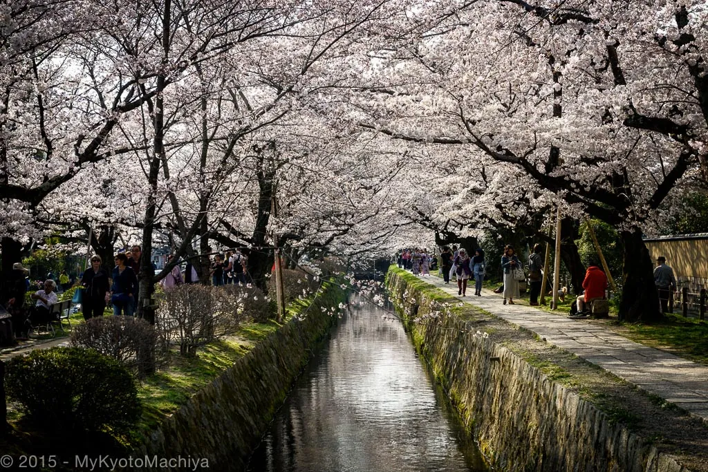 Philosopher's Path với cánh hoa anh đào rơi như mưa vào mùa xuân