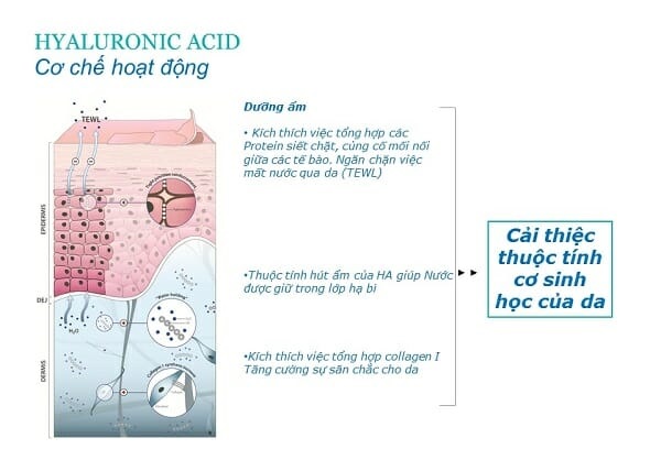 Hyaluronic acid - hoạt chất cấp nước cơ bản cho hàng rào da
