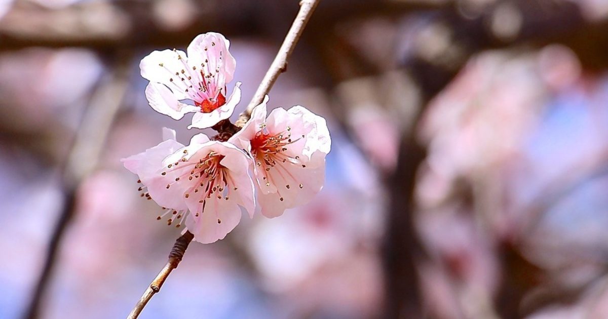 Du khách tôn trọng quy tắc Hanami tại Kyoto
