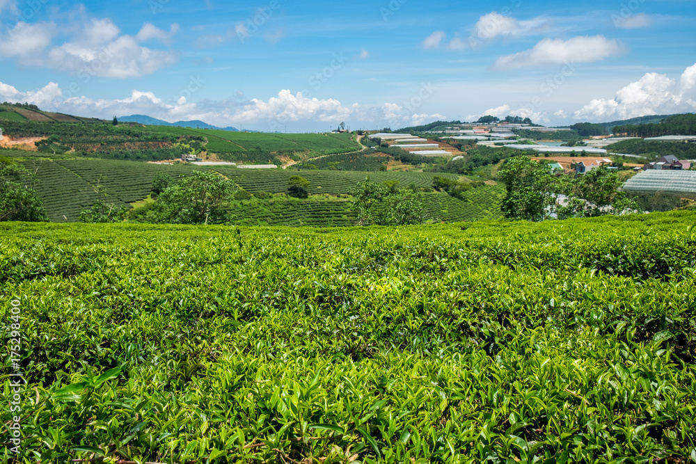 Đồi chè Cầu Đất Đà Lạt với những hàng chè xanh mướt trải dài trên sườn đồi